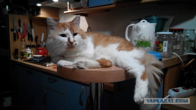 Котовторник 29-09-2015,
