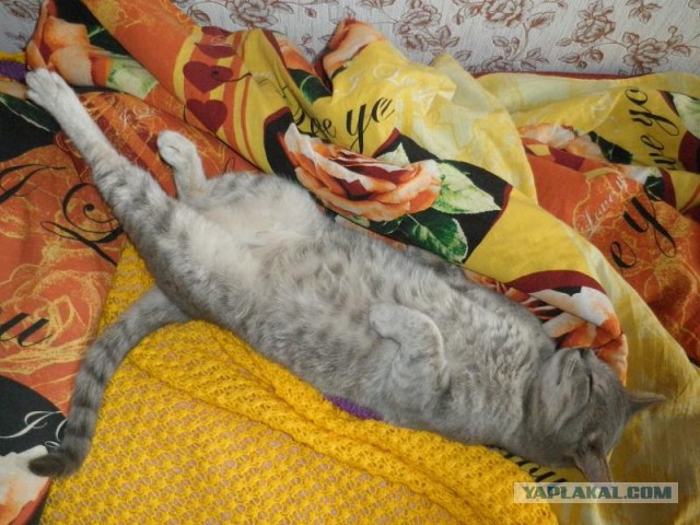 Привет кошатникам!