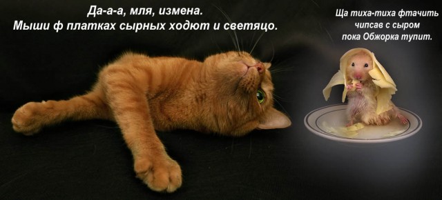 Фотожаба: Крыс пришёл домой