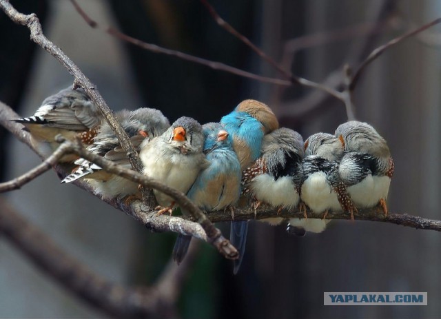 Я и мои братюни