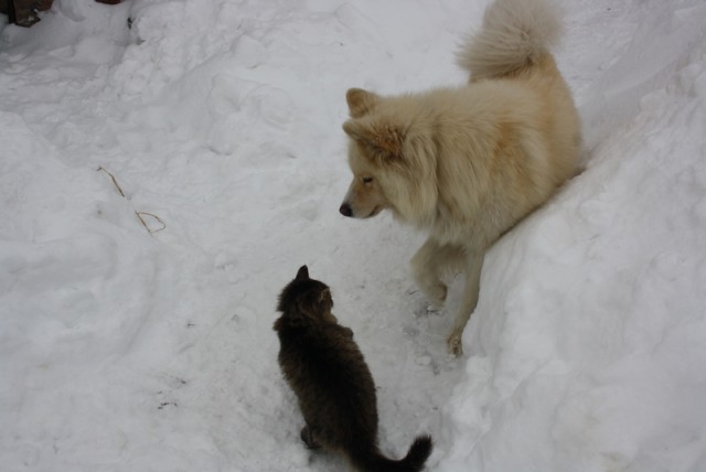 Котовторник 26.01.2016