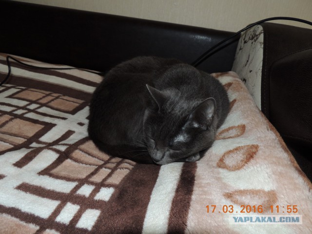 Мои кошки