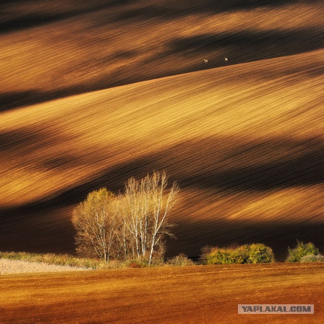 Всем нашим встречам,  увы, разлуки суждены...