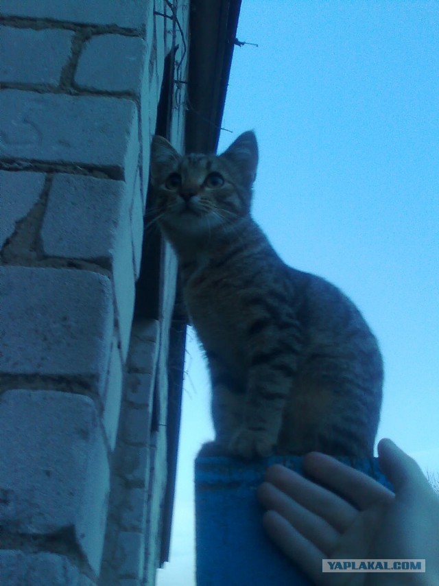 Котовторник 26.07 2016