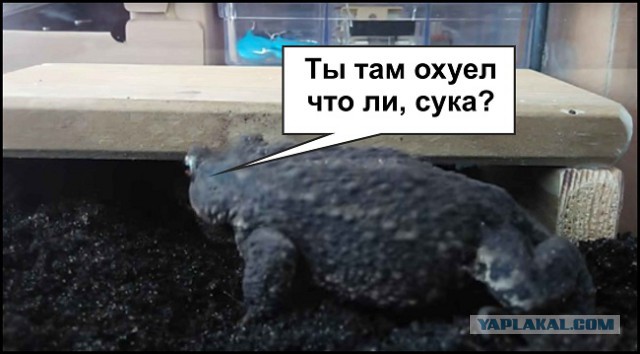 Кормление домашних жаб