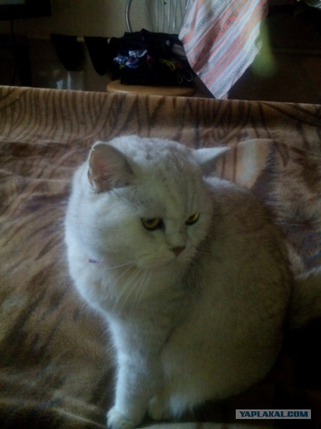 Котовторник 27.09.16