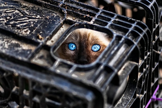 Котопрятки