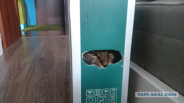 Кот прибалдел от новой коробки.