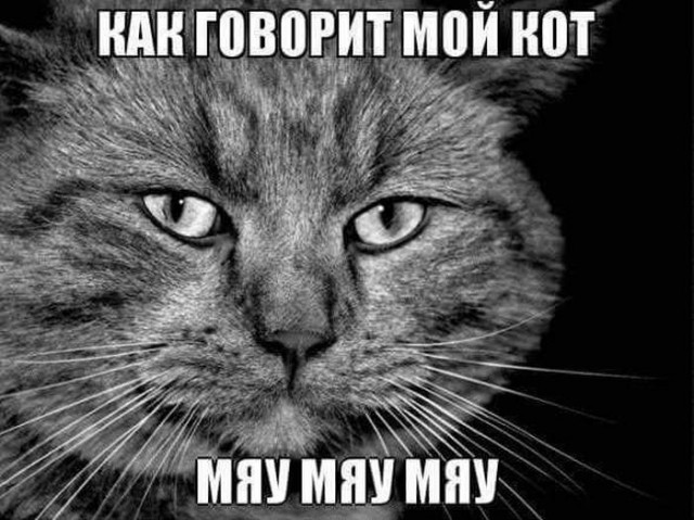 Коты и Кошки