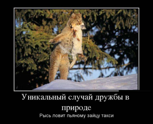 Картинки из вк