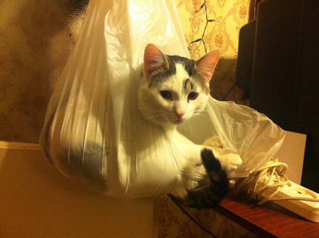 Котовторник 03.10.17.