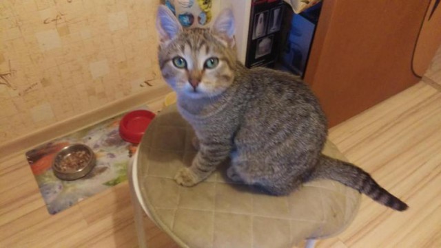Коты и Кошки