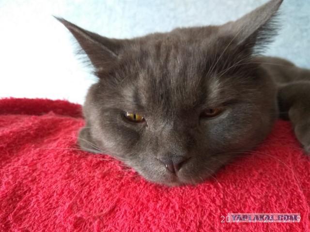 Котовторник 12.12.2017