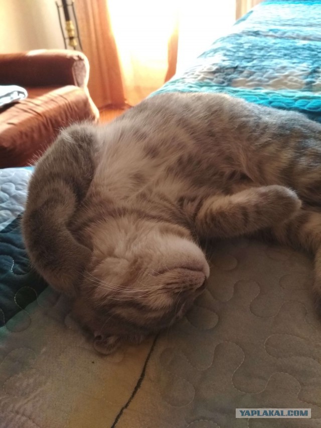 Кот без прикрас