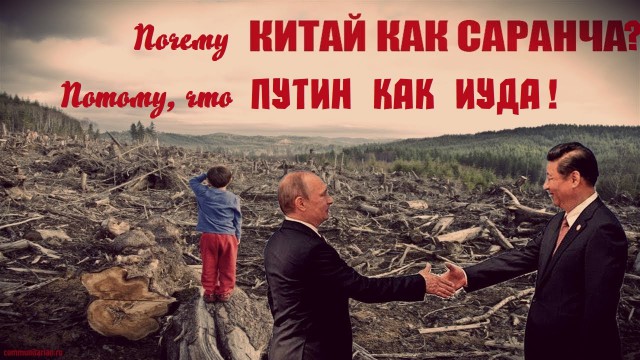 Россиян наказали за защиту сибирского леса от китайцев