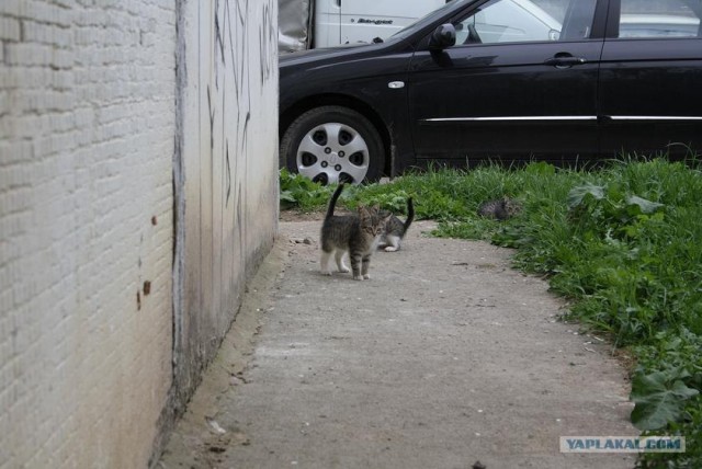 Начинаем котовторник!