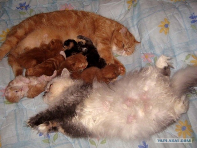 Котовторник (начало в супермаркете!)