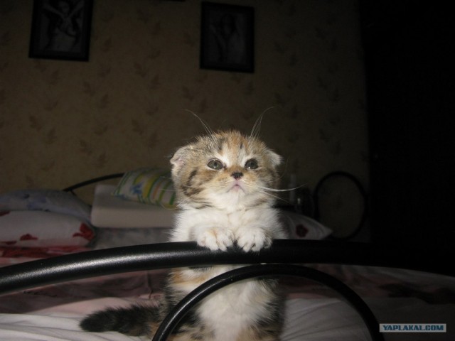Котовторник!