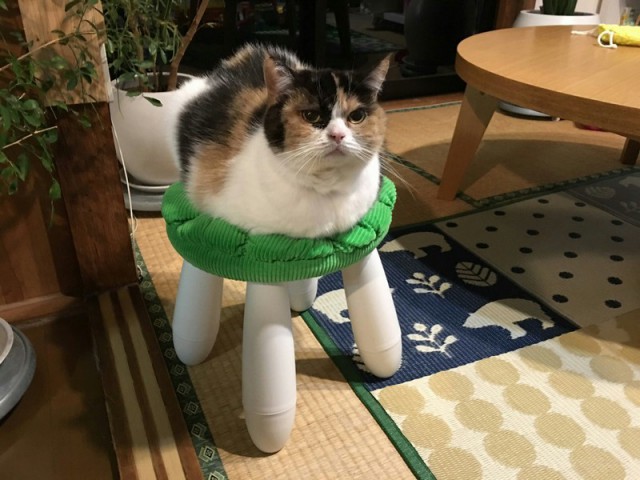 Прикольных котов пост