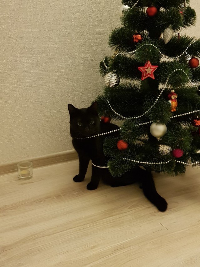 Прикольных котов пост
