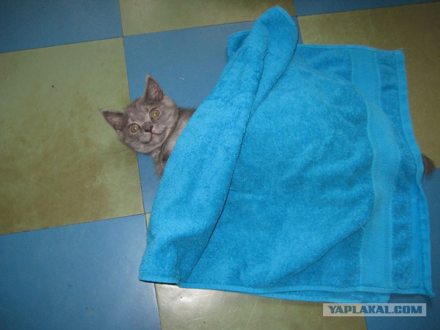 Котовторник 25.12.2018