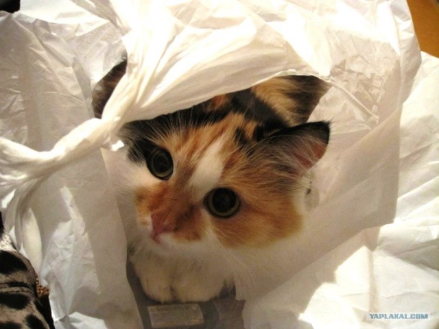 Котовторник 29.05.2012