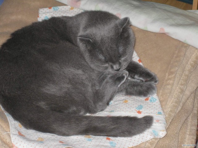 Котовторник 31.07.2012 г.