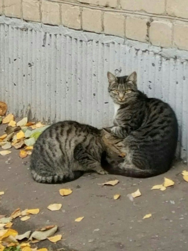 Забавные фото котеек