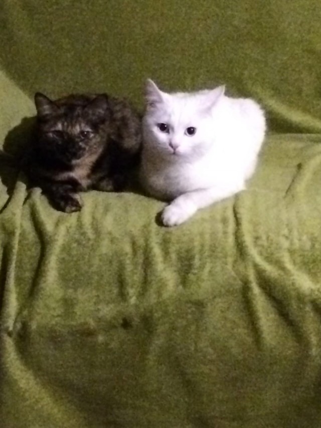Забавные картинки с котами из сети