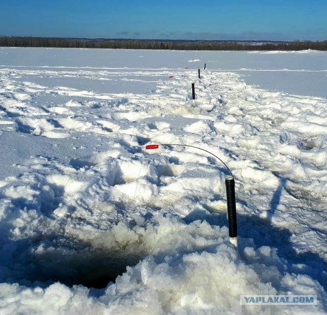 Жаренный берш с медово-огуречным соусом.