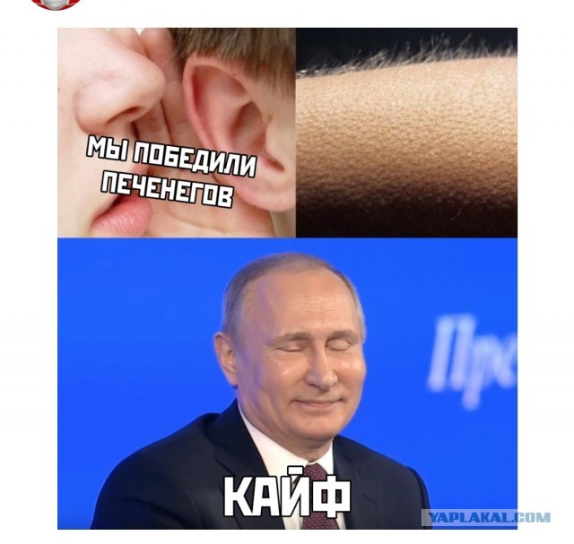 «Наташ, ты спишь?» Мемы с котами стали хроникой смутных времен