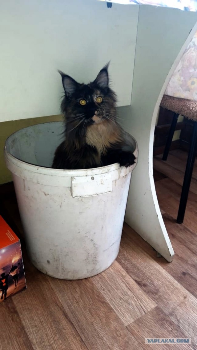 Можно начинать? Котовторник от 05.05.20