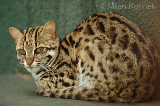 Про котов