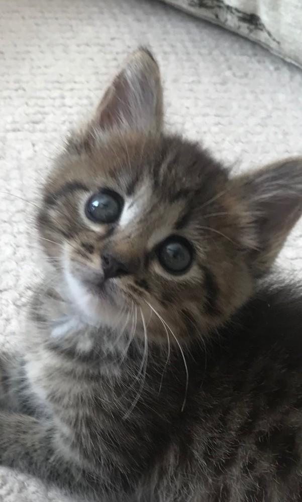 Котовторник