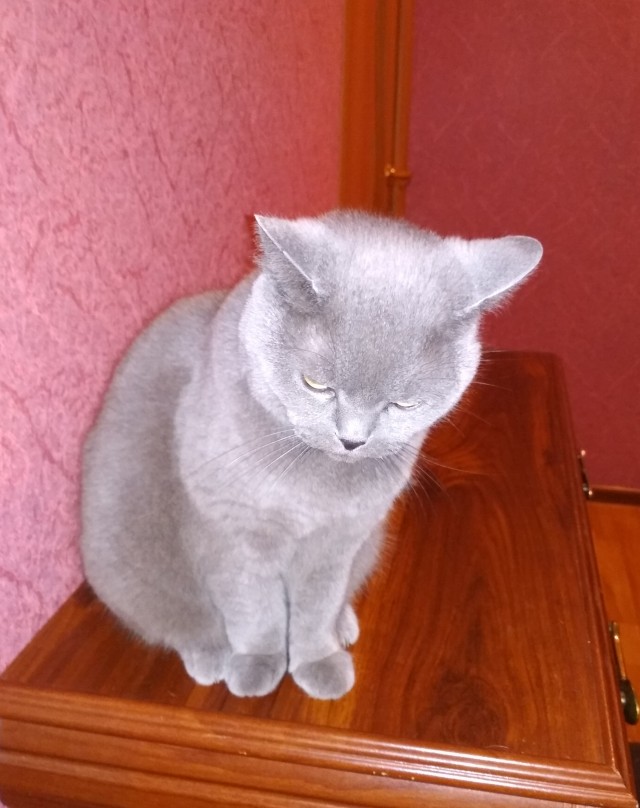 Шериф