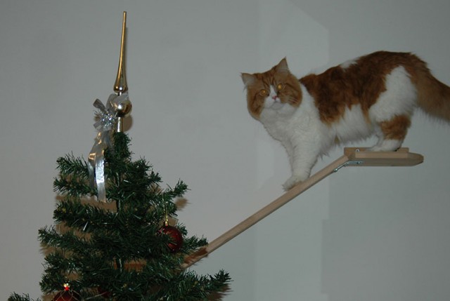 Кот, который не любит Новый год