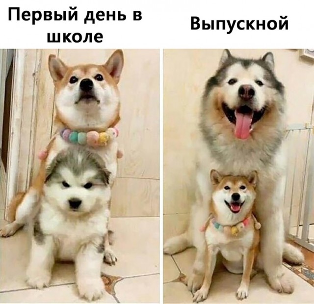 Весёлый полтишок 29.07