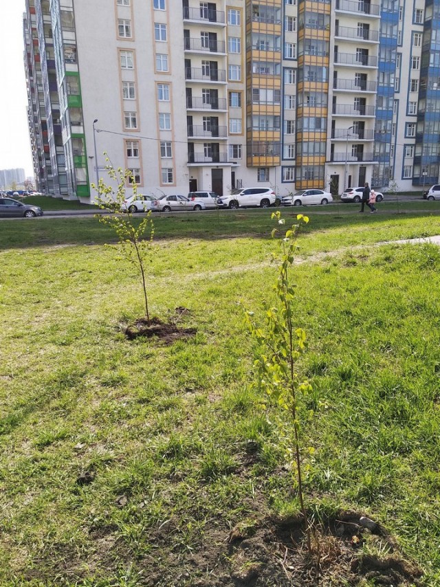 Свежая зелень