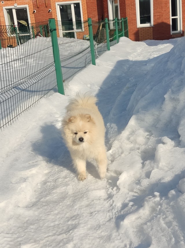 Носатая