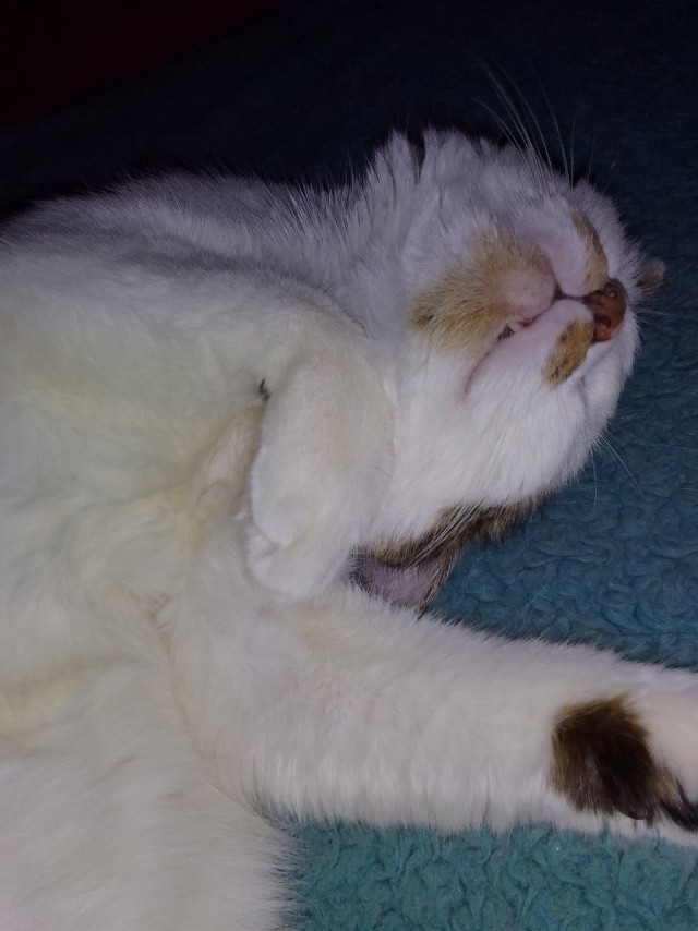 Кот д’Ивуар