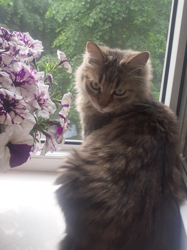 Котик с приюта