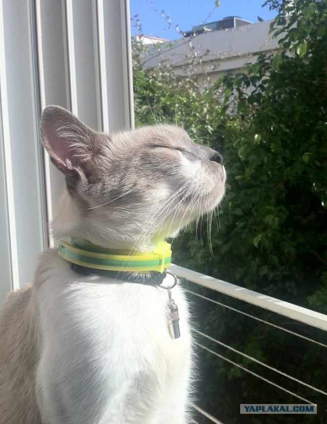 Смириться с котом