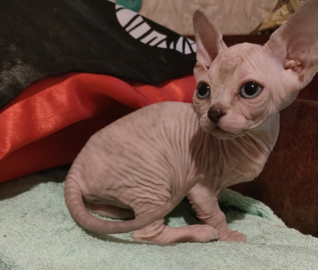 Пока котовторник не закончился