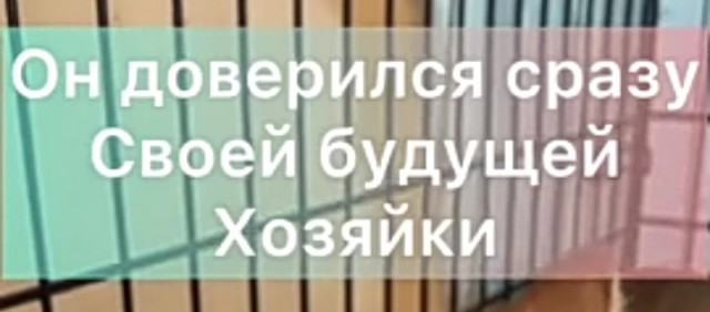 Котейку забрали из приюта
