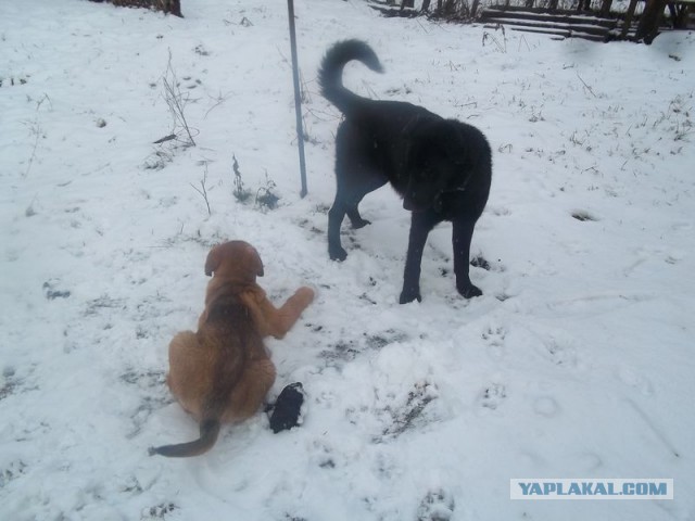 Жизнь домашнего приюта для котеек 436