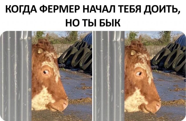 Факты про коров, коллеги
