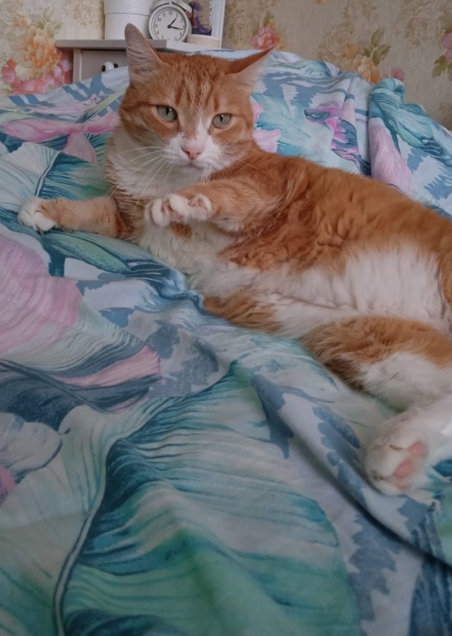 Котовторник