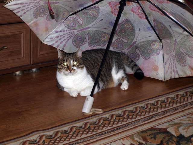 Ненужный кот