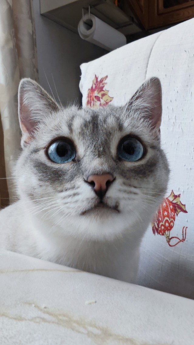 Господа, не котовторник, но нужна помощь