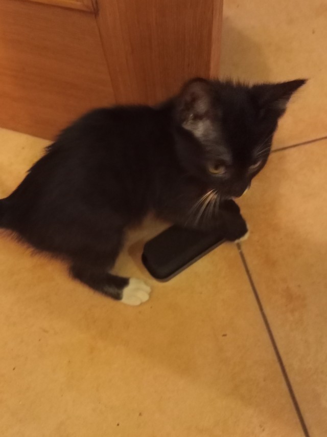 Котопонедельник